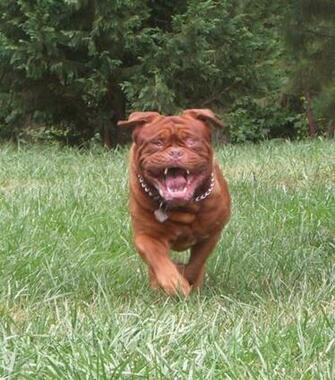 Running Dogue De Bordeaux Dog Photo HD Wallpaper