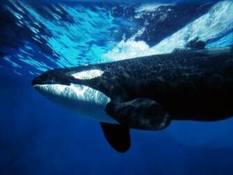 Ocean Life Wallpaper Orca Whale Underwater