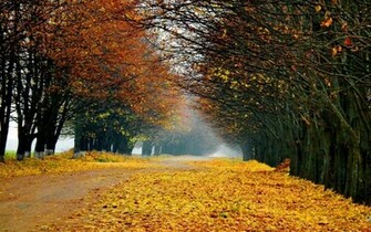 Autumn Forest Landscape Wallpaper