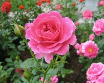 Description Rose In Garden Wallpaper Desktop Background