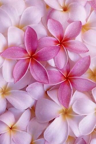 Flower iPhone Wallpaper Ipod