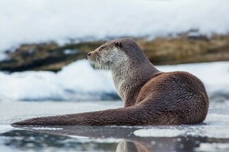 Animal Otter Wallpaper