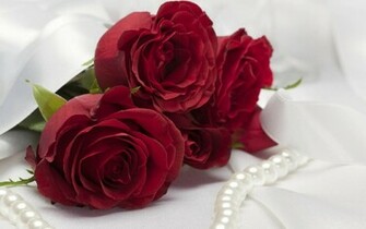 The Red Rose Wallpaper Desktop