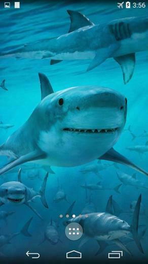 Shark 4k Live Wallpaper Android Apps And Tests Androidpit