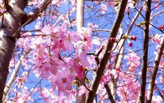 Natur Kirschblten Blumen Frhling Zweige Rosa Wallpaper Cherry