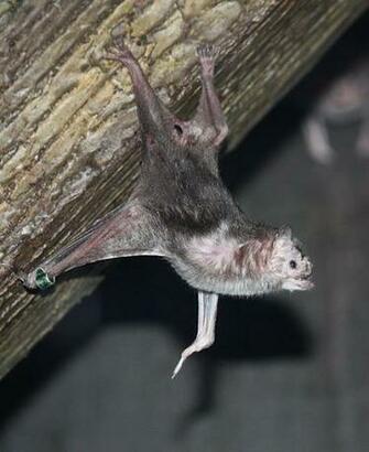 Vampire Bat Wallpaper