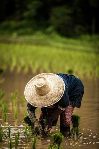 Farmer Pictures Image