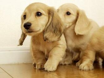 Golden Retriever Puppies Wallpaper Karamba