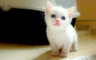 Widescreen Wallpaper Cat HD