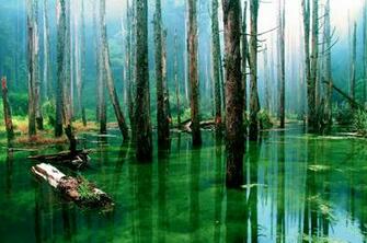 Swamp Computer Wallpaper Desktop Background Id