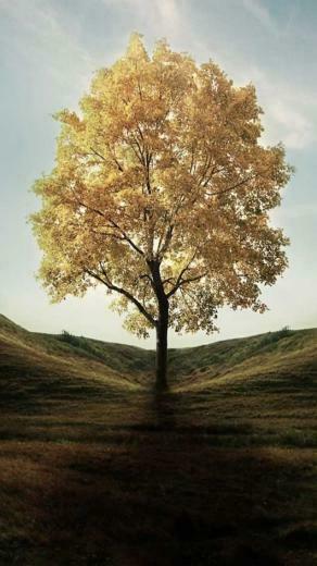 Eye Catching Wallpaper Collection To Enhance Your iPhone5 Screen