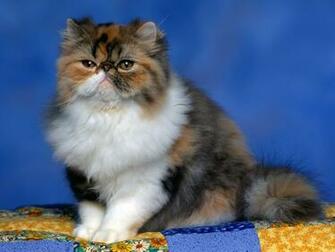 Hq Persian Calico Kitten Wallpaper