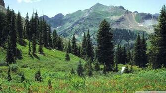Mountain Meadow Flowers Wallpaper