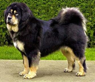 Tibetan Mastiff Dog Photo And Wallpaper Beautiful