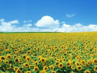 Sunflower Fields Wallpaper