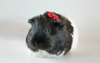 Of Guinea Pig Desktop Wallpaper Macro Background Imagebank Biz