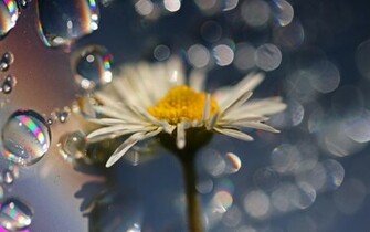 Daisy Crazy Wallpaper Desktop