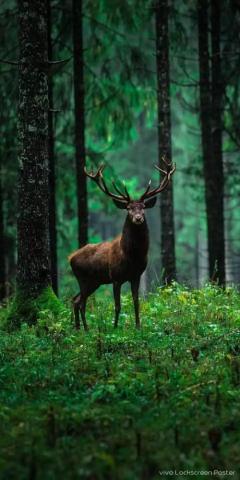 Rohit On Animals HD Wallpaper Wild Animal Deer