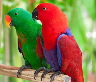 Birds Parrots Two Rare Gallery HD Wallpaper