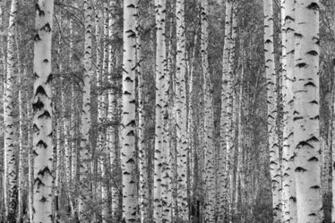 Silver Birch Clinic Is Dedicated To Improving The General Well Being