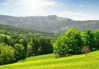 Trees Beautiful Scene In Summer HD Wallpaper