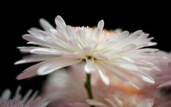 Flower Wallpaper Desktop X