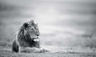 White Lion Background HD Wallpaper