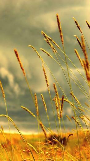 Wallpaper Nokia Live For Your C6