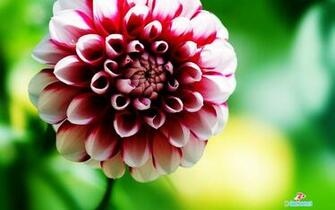 Flowers High Resolution Desktop Windows Wallpaper