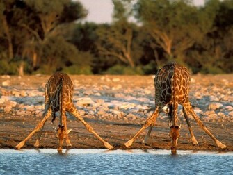 HD Desktop Wallpaper Giraffe Background