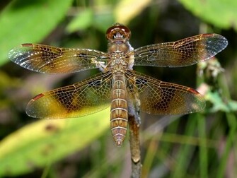 Dragonfly Wallpaper