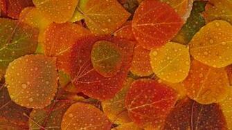 Fall Leaves Desktop Pc And Mac Wallpaper