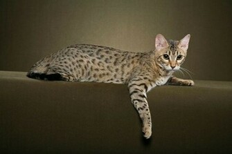 My Top Collection Bengal Cat Wallpaper