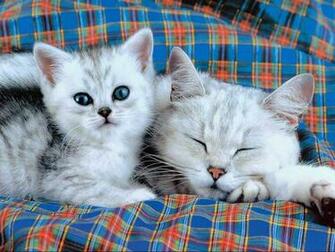 Funny Animals Zone Kitten Wallpaper