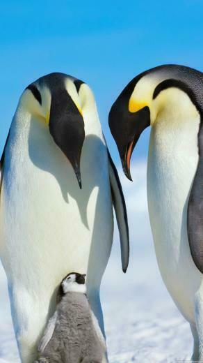 Pinguin Wallpaper