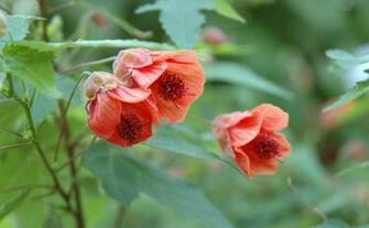 Fine Gardening Wallpaper Abutilon Fairy Coral Red