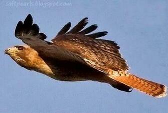 Red Tailed Hawk Pictures Flying