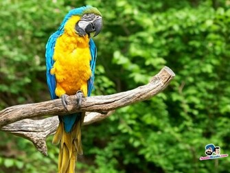 Birds Wallpaper