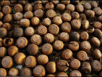Acorns Wallpaper