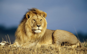 Letest And Best Lion HD Wallpaper Desktop Photos In