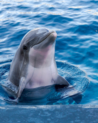Dolphin Wallpaper HD Hq