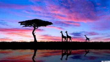 Savana Sunset And Giraffes HD Wallpaper