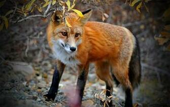 Fox Computer Wallpaper Desktop Background Id