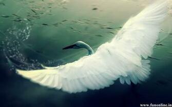 Crane Wallpaper African Crowned