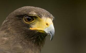 Animal Hawk Wallpaper