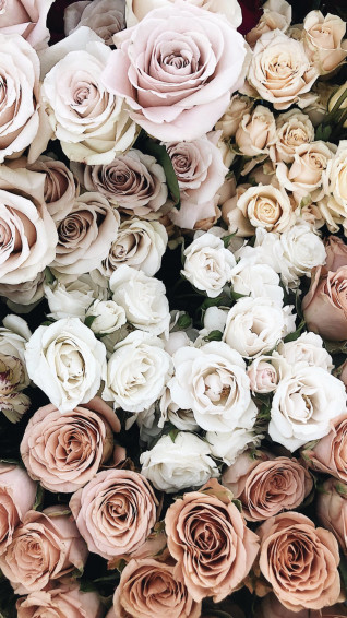 Aesthetic White Rose Wallpaper iPhone
