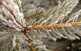 Stunning Winter Wallpaper