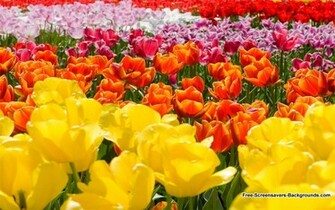 New Flower Wallpaper Feb Screensavers And Background