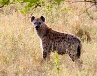 Hyena Wallpaper