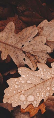Brown Aesthetic Wallpaper Browse With